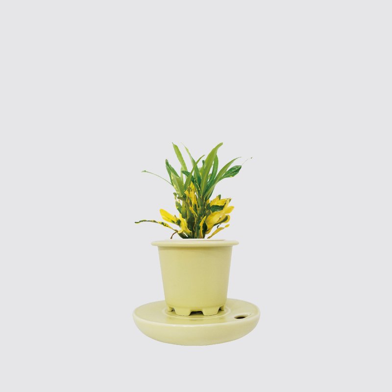 │ 窯瓷系列 │ 金鑽變葉木 - 莫蘭迪 瓷器 水耕盆栽 室內植物 - 盆栽/植栽 - 植物．花 