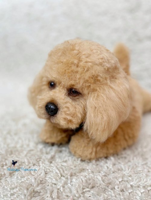 Peach toy clearance poodle