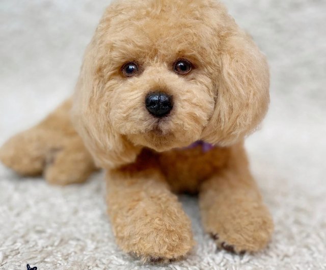 Peach shop toy poodle