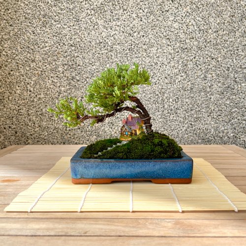 野趣小品盆栽 Rustic Charm Bonsai 小品盆栽-組合珍珠柏 盆景 送禮