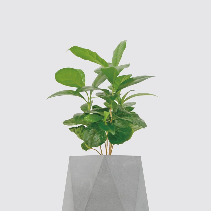 │ 水泥系列 │ 咖啡苗 - 防水清水模 水耕盆栽 自動喝水 - 盆栽/植栽 - 植物．花 灰色