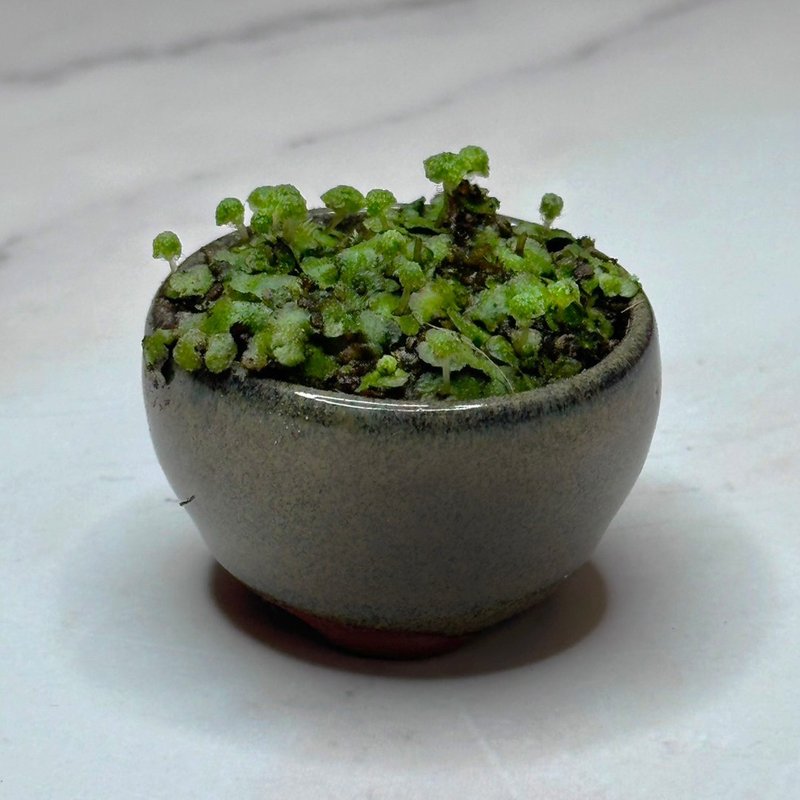 New product launch - Moss thumb basin/bean basin/micro landscape/healing/air filtration - Plants - Plants & Flowers 