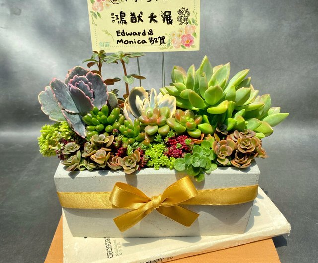 【鉢ごと宅急便】 ムーンストーン錦　胴切しっかり活着、元気いっぱい♪︎　多肉植物 鉢ごと宅急便】 ムーンストーン錦 胴切しっかり活着、元気