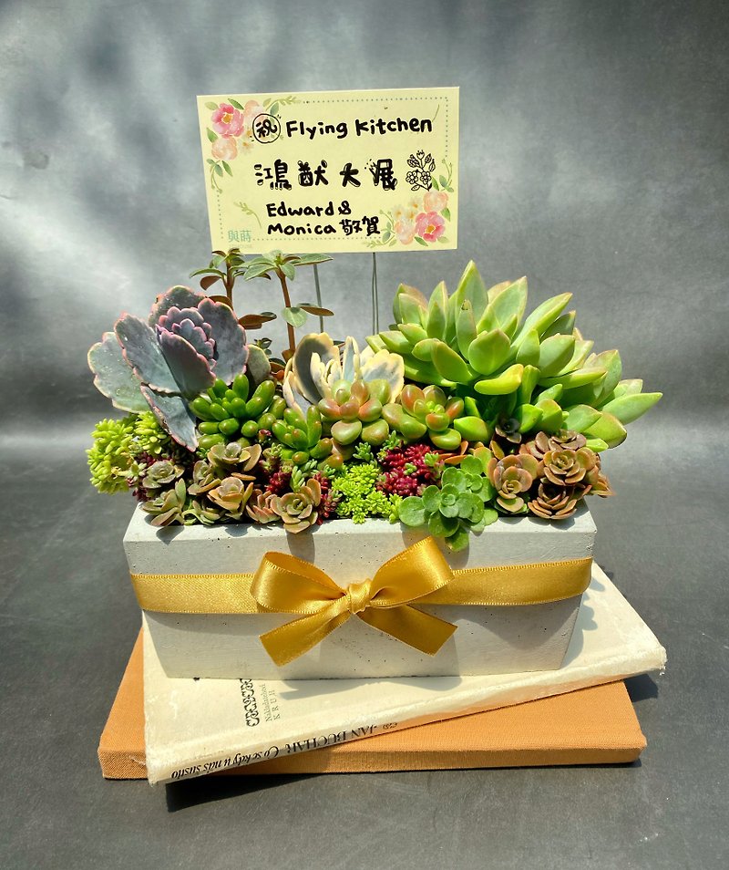 [Urgent orders available] Free customized cards/safe delivery/succulent potted plants/ Cement pots/opening promotion flowers - Plants - Plants & Flowers Green