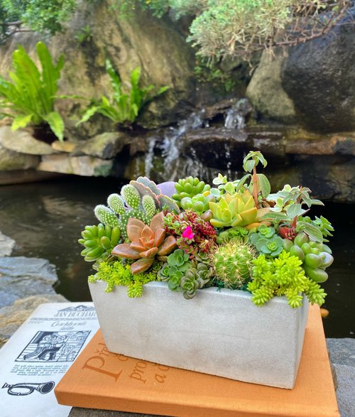 多肉植物寄せ植⚠確認用⚠ 多肉植物 寄せ植え 確認用