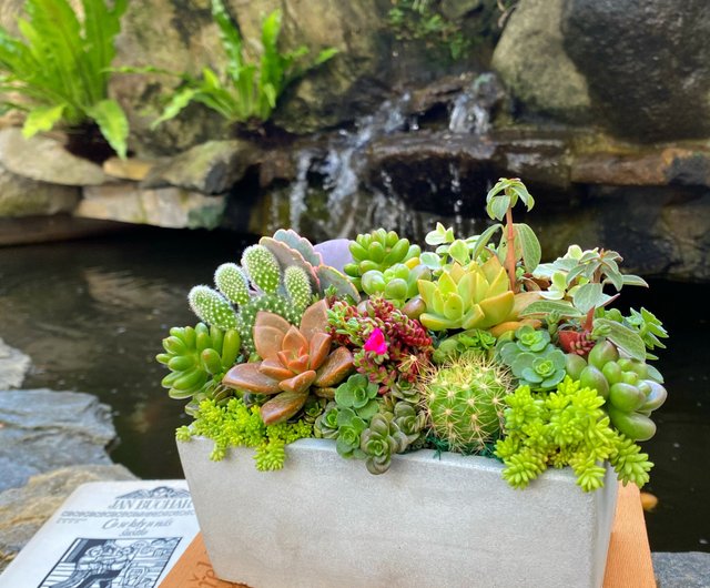 お急ぎ便対応】多肉植物の寄せ植え｜無料メッセージカード｜安心