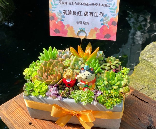 多肉植物植物寄せ植えビッグサイズ確認用 多肉植物寄せ植え ビッグサイズ確認用
