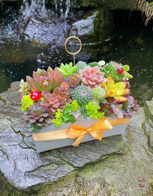 お急ぎ便対応】多肉植物の寄せ植え｜無料メッセージカード｜安心