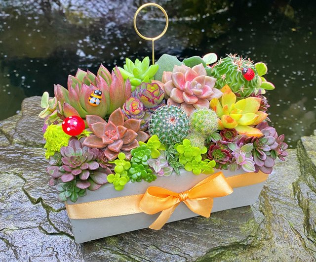 ★多肉植物　寄せ植え〜flower 木箱寄せ　大　リメ鉢付き♡〜★ m27156742151_1.jpg?1590925331