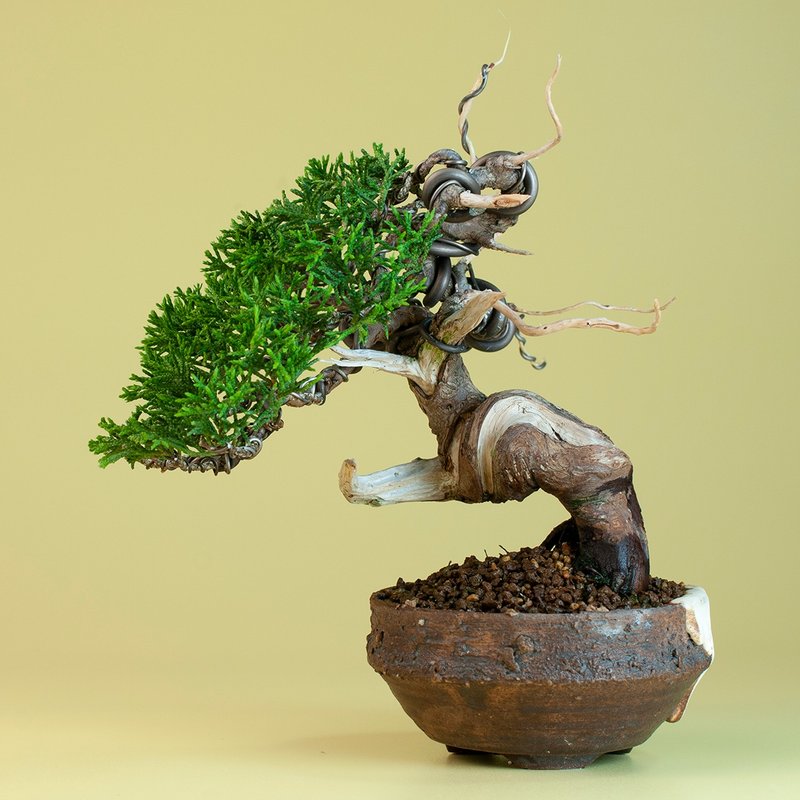 【日本進口】系魚川真柏 小品盆栽 推薦盆景 - 盆栽/植栽 - 植物．花 
