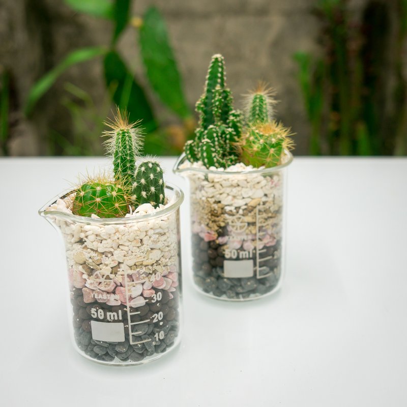 燒杯的微景50ml【植物保固】 - 盆栽/植栽 - 玻璃 綠色