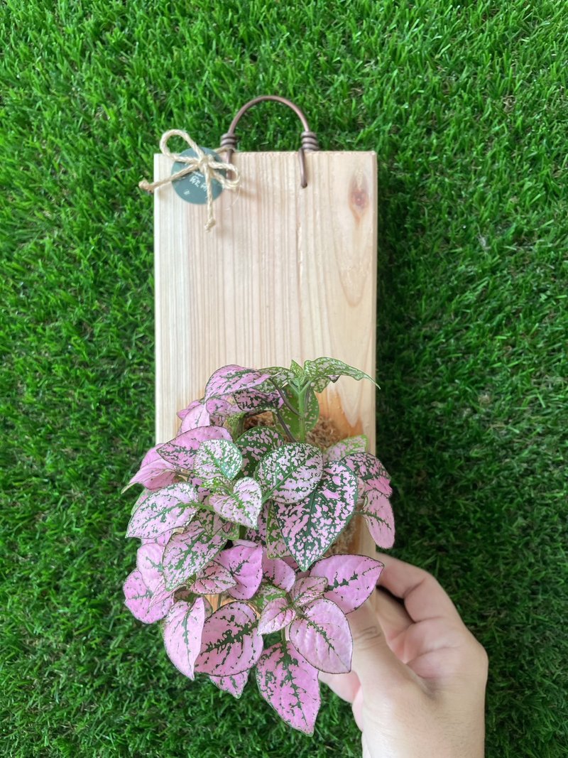 【植蕨所在】 嫣紅蔓 居家擺設 牆面擺設 水苔植物 水苔植物上板 - 盆栽/植栽 - 植物．花 