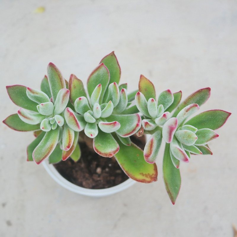 【荳荳多肉】【紅輝壽】喬遷│送禮│升遷│多肉植物 - 盆栽/植栽 - 植物．花 多色