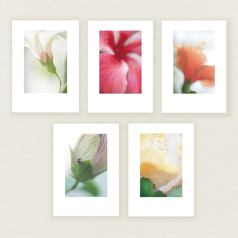 【大紅花開】明信片 - 卡片/明信片 - 紙 
