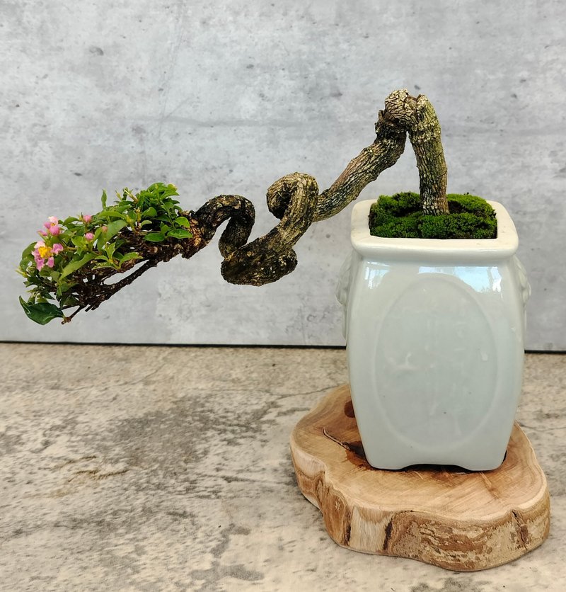 Small pottery bonsai-Li's cherry - ตกแต่งต้นไม้ - พืช/ดอกไม้ 