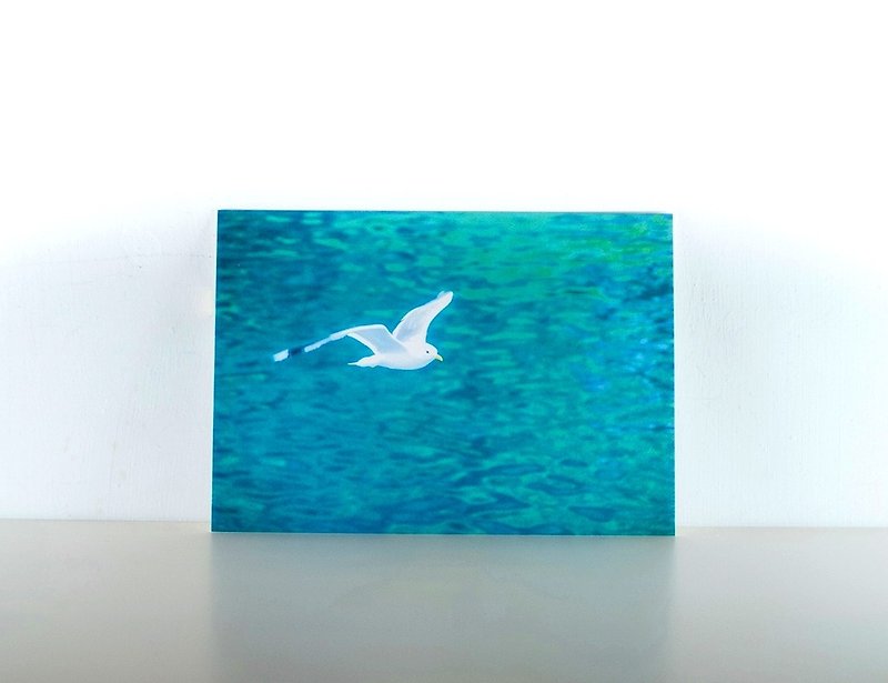 Photographic Postcard: Seagull, Fjord Travel, Norge - การ์ด/โปสการ์ด - กระดาษ สีน้ำเงิน