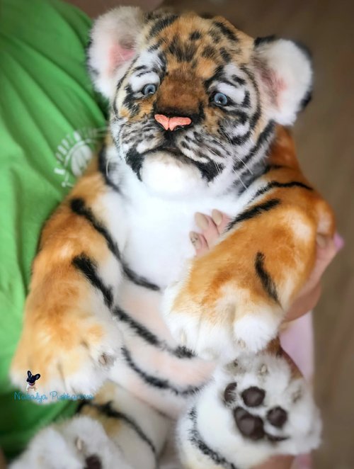 口を開けたトラの子、リアルなおもちゃ、ぬいぐるみ - ショップ