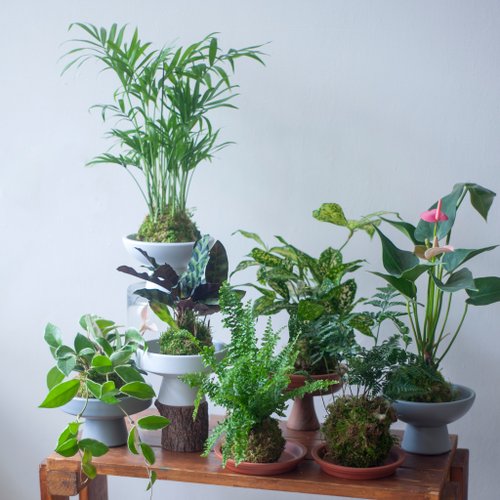 WAS floral 苔球小植栽 | 耐陰植栽 | 居家佈置 | 辦公室盆栽