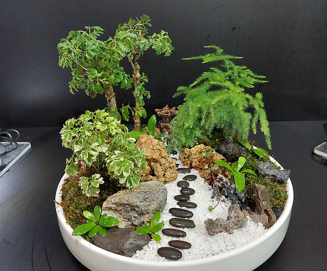 Japanese style garden bonsai Ak-3031 white porcelain round basin Zen style  secret reverie healing - Shop greenhill Plants - Pinkoi