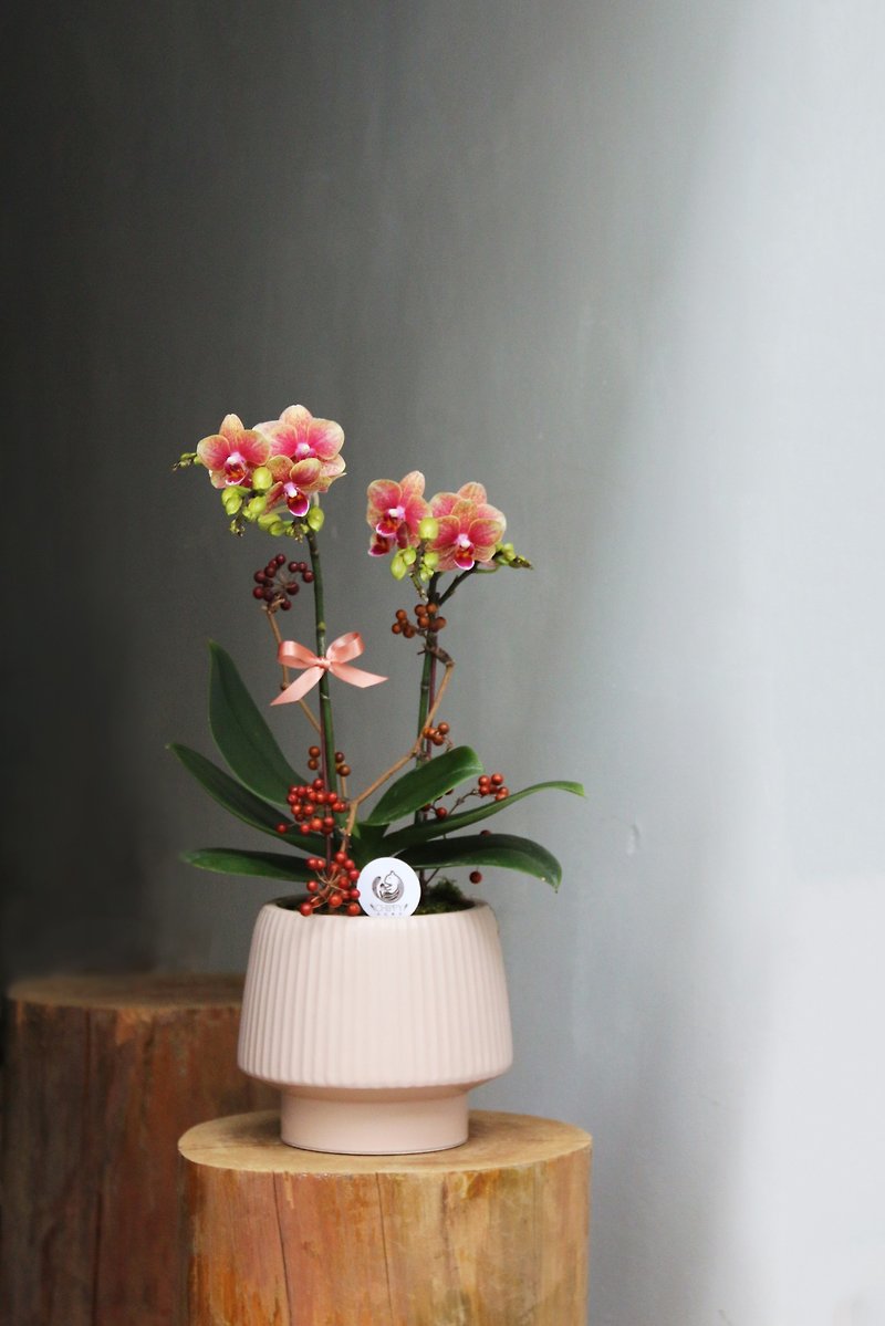 [Flower Ceremony Series] Little Orange Orchid Ceremony Opening Ceremony Housewarming Ceremony - Plants - Plants & Flowers 