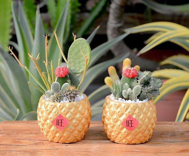 Spring Festival Potted Plants Customized Succulent Gifts Succulent Potted Plants Customized Bulk Order Taiwan Design Pots Shop Succuland Plants Pinkoi