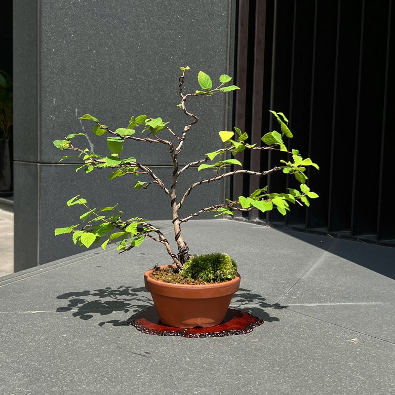 日本土佐水木 中品雙幹盆栽 - 植栽/盆栽 - 陶 