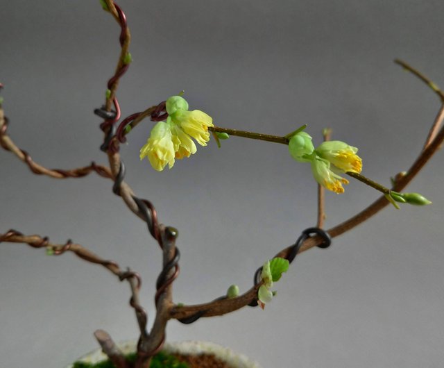 日本植物 土佐水木賞花賞葉芽 設計館茉莉愛草mu Bonsai 植栽 盆栽 Pinkoi