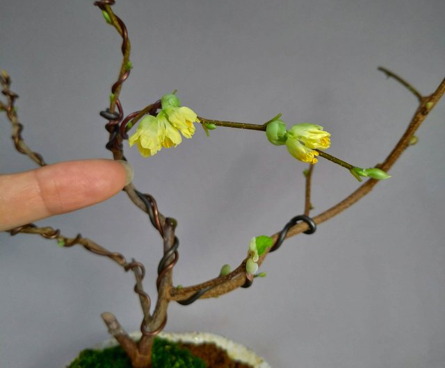 日本植物 土佐水木賞花賞葉芽 設計館茉莉愛草mu Bonsai 植栽 盆栽 Pinkoi