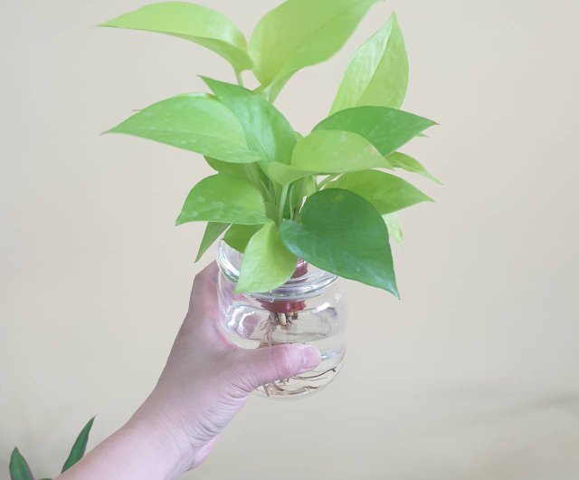 サンシャイン ゴールデンクズ 水耕栽培 怠惰な鉢植え - ショップ Hug Mountains 観葉植物 - Pinkoi