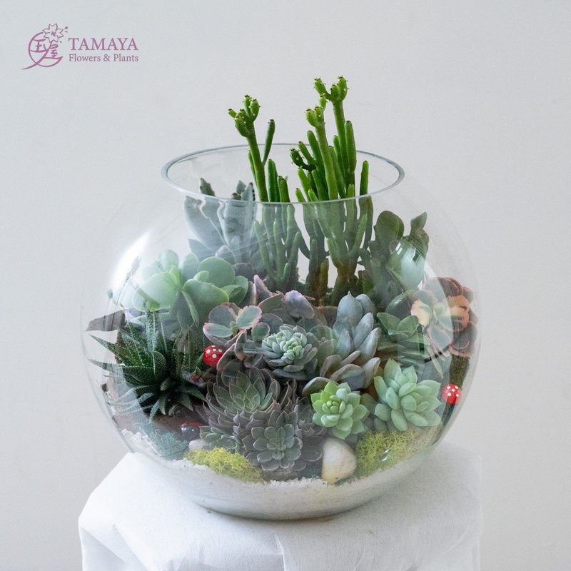 Succulent Landscape Glass Ball | Large - ตกแต่งต้นไม้ - พืช/ดอกไม้ สีเขียว