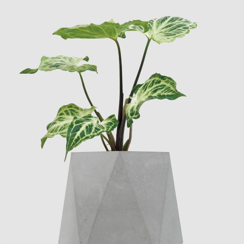 │ 水泥系列 │ 蠟染合果芋 - 觀葉 清水模 無土 水耕盆栽 - 盆栽/植栽 - 植物．花 灰色
