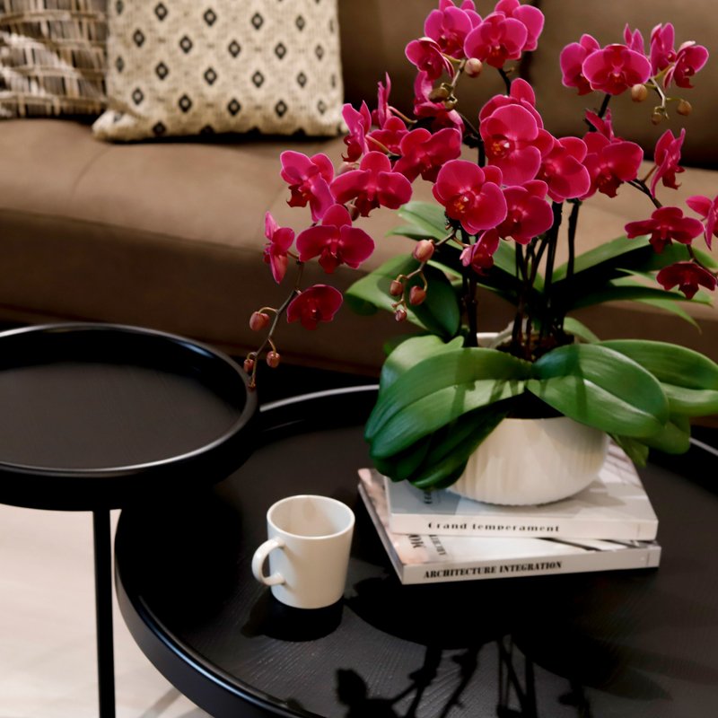 [Orchid potted plant] Bright red (large) Phalaenopsis potted plant opening gift promotion gift Mother's Day gift - ตกแต่งต้นไม้ - พืช/ดอกไม้ สีแดง