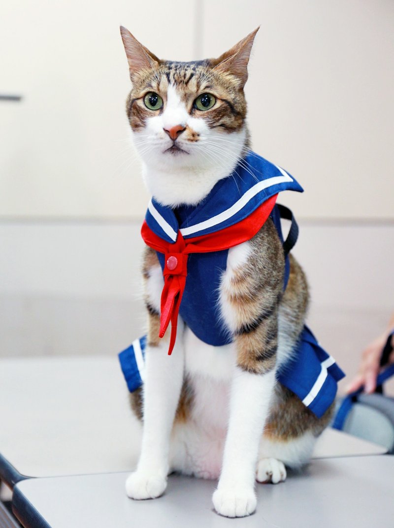 College uniform chest strap [for cats] pet chest back with leash - Clothing & Accessories - Other Materials 