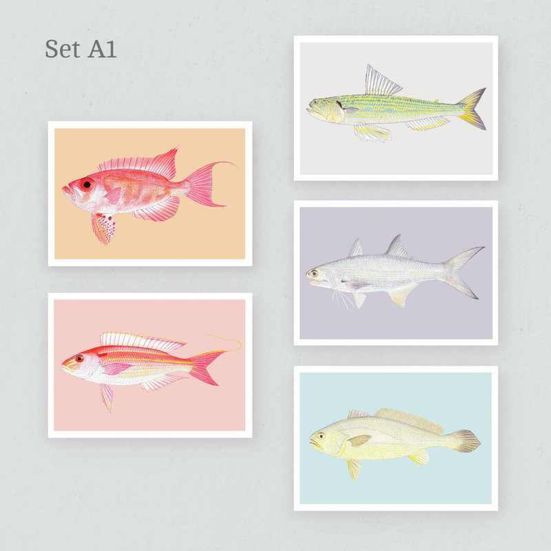 【Hong Kong Saltwater Fish】Postcard Set A - Cards & Postcards - Paper 