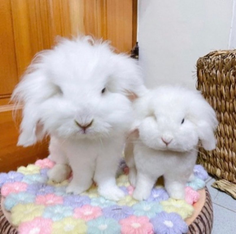 [Made to Order] [L Size] Wool Felt Rabbit Pet My Child Order Doll Stuffed Toy Great for Presents and Gifts - Stuffed Dolls & Figurines - Wool Multicolor