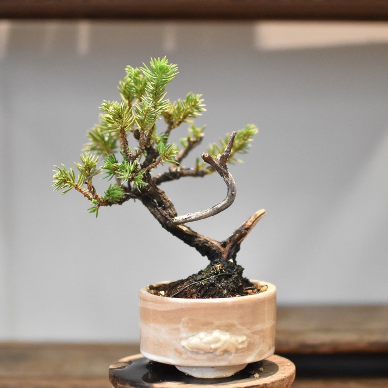 Needle Juniper| Bonsai Planet - Plants - Plants & Flowers 