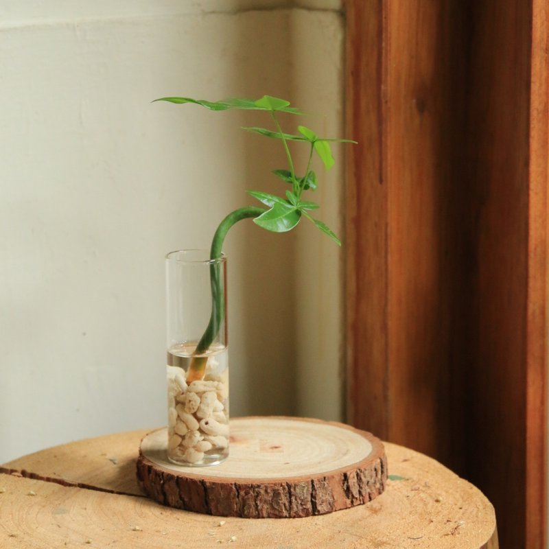 水耕植物——馬拉巴栗 試管玻璃器 室內觀葉 水耕 植物 - 盆栽/植栽 - 植物．花 