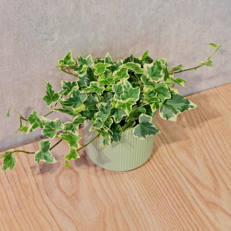 常春藤 莫蘭迪色系直紋陶盆 室內植物 觀葉植物 禮物 盆栽 - 盆栽/植栽 - 植物．花 綠色