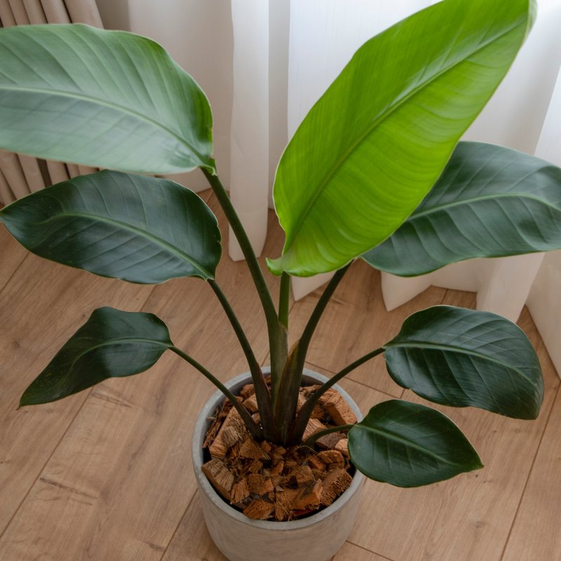 【室內盆栽】天堂鳥(小) 開幕盆栽 盆栽送禮 升遷送禮 企業送禮 - 植栽/盆栽 - 植物．花 綠色