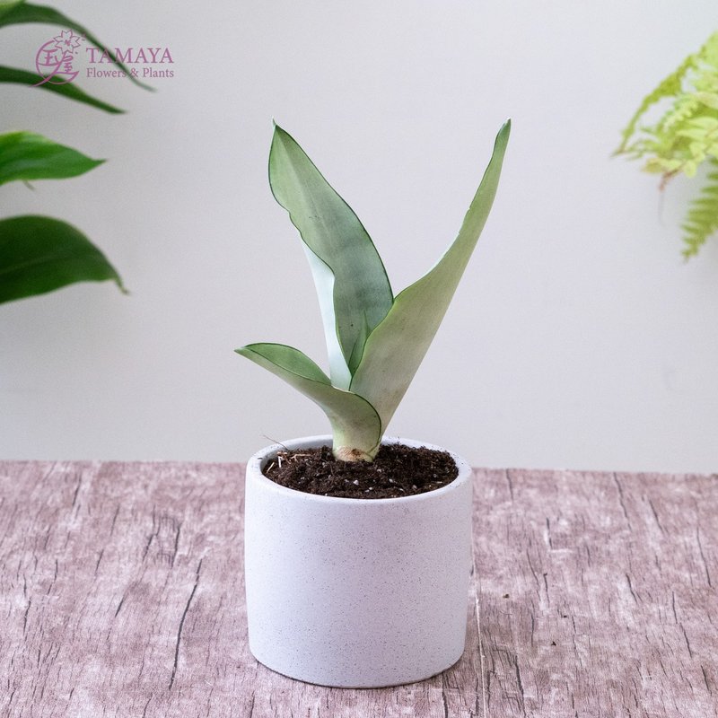 銀后虎尾蘭 - 盆栽/植栽 - 植物．花 綠色