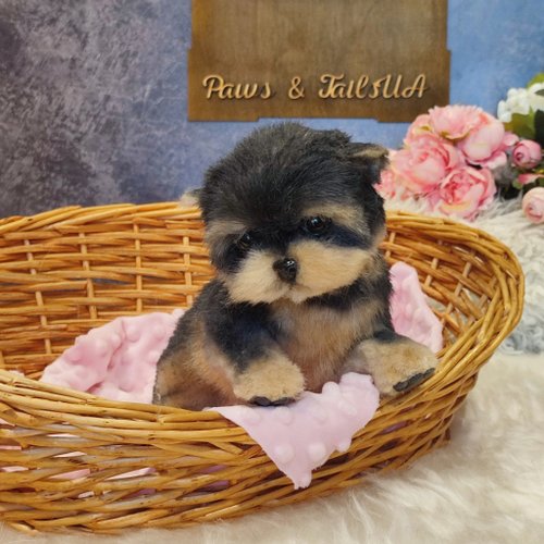 PawsandTailsUA 美麗的約克夏小狗逼真藝術娃娃 OOAK 狗毛絨玩具