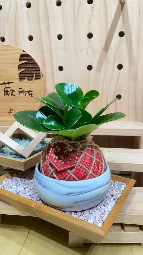 植蕨所在 水苔球植物設計館 植蕨所在 圓葉椒草 水苔球 手工製作、開運植物、觀葉植物、