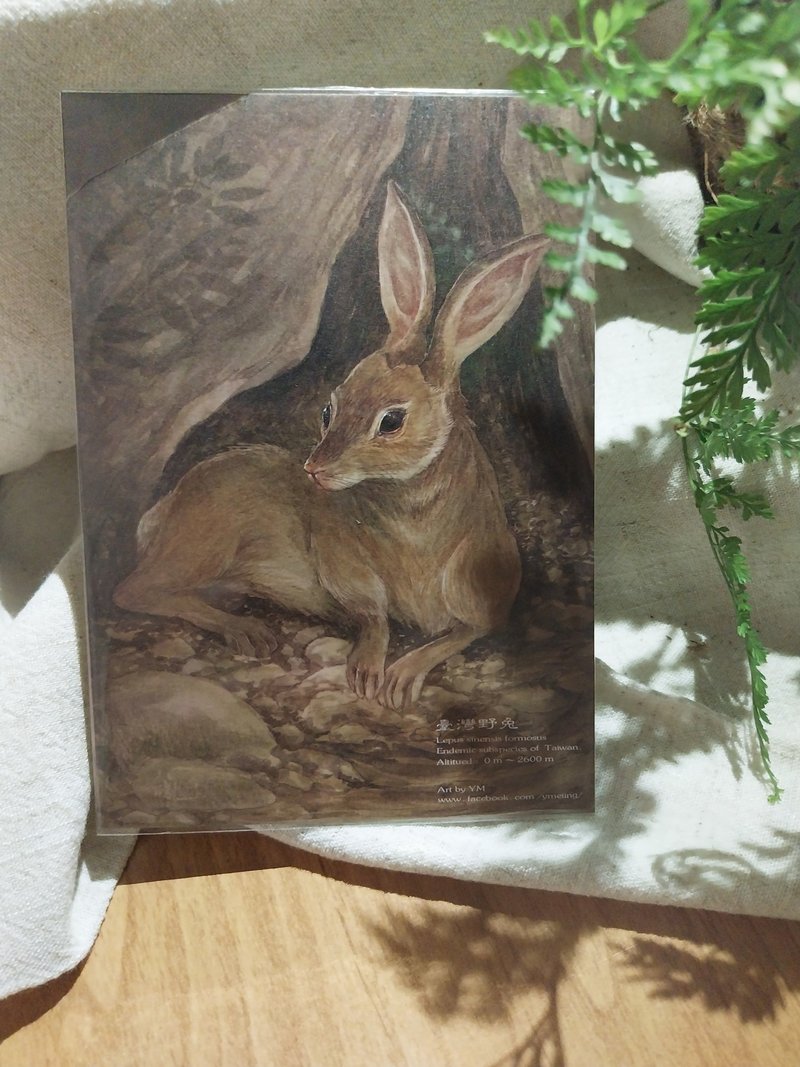 Hare - Taiwan's unique animal series - unique subspecies Taiwan postcard - Cards & Postcards - Paper 