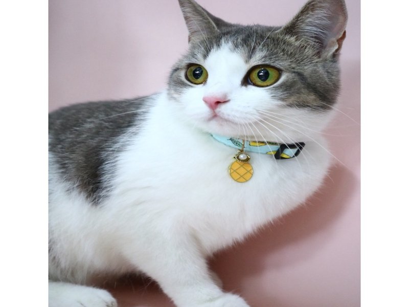 [iC Original] Handmade cat and dog silent collar summer style pineapple - ปลอกคอ - วัสดุอื่นๆ 