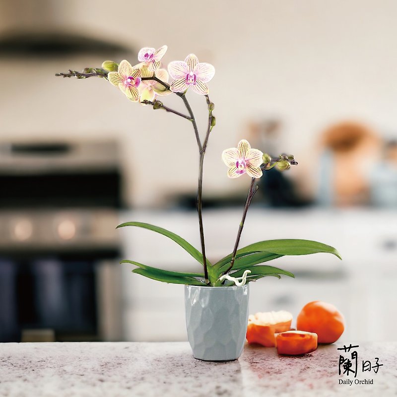 [Orchid Day] Pink Striped Phalaenopsis Potted Plant for Gifting, Personal Use, Home Decoration, Quality Life - ตกแต่งต้นไม้ - พืช/ดอกไม้ สึชมพู