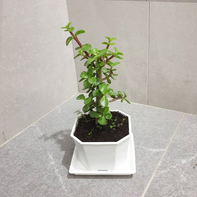 植物 銀杏木 - 盆栽/植栽 - 塑膠 綠色