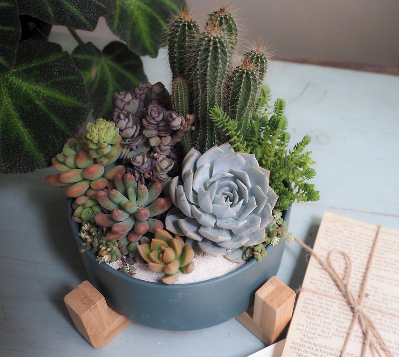 Healing Series | INS simple style succulent plant potted flower gift. Housewarming. Give gifts. promotion - Plants - Pottery 