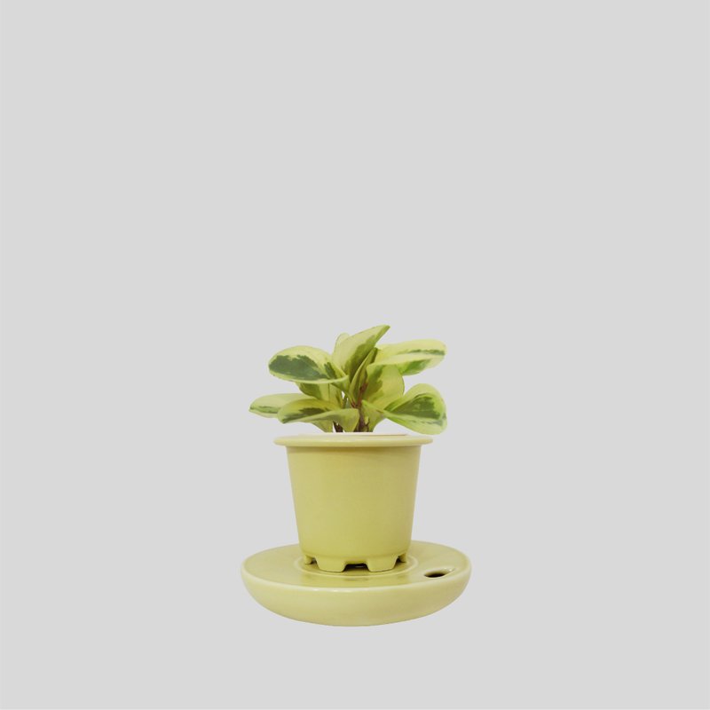 │ Kiln Porcelain Series │ Milky Way - Air Purification Lucky Indoor Plant Hydroponic Potted Plant - Plants - Plants & Flowers 