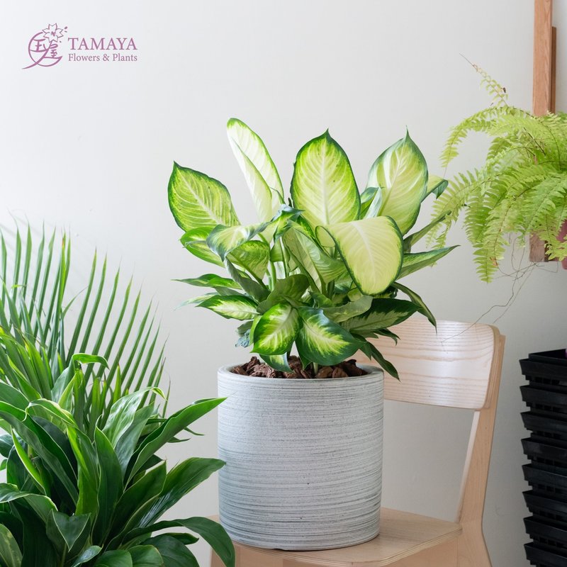 瑪莉安黛粉葉 | 中型 - 盆栽/植栽 - 植物．花 綠色