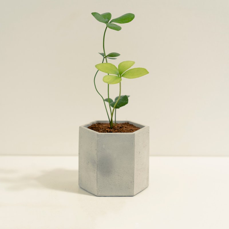 美葉蘇鐵│泥作系列│福所栽 - 植栽/盆栽 - 水泥 